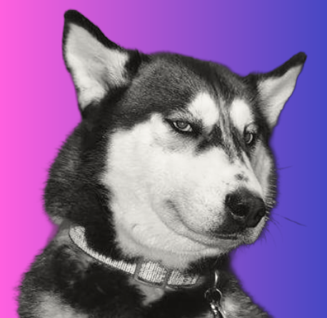 Cara the Husky