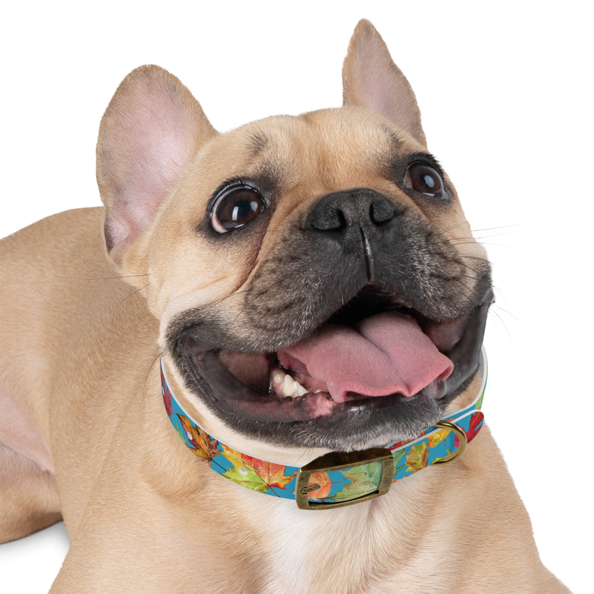 Vibrant Autumn Dog Collar | Fall Pet Accessory, Seasonal Dog Gear, Cute Dog Collars, Leaf Design, Colorful Pet Fashion