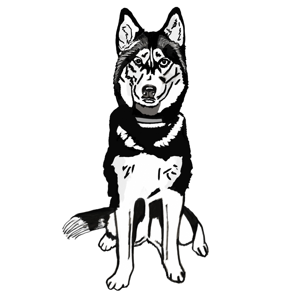 Cara the Husky Magnet